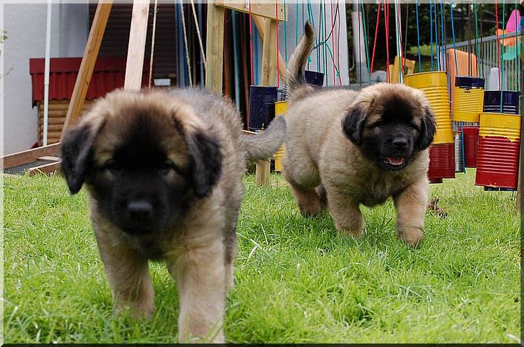 leonberger 071.jpg